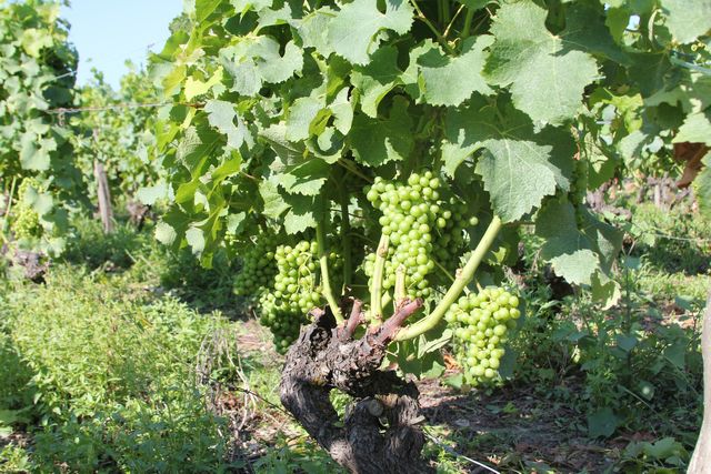 Les Vignes Du Châteu Raymond Laffon